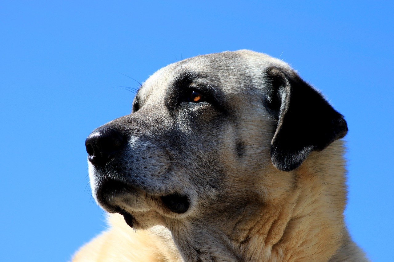 Top 4 des races de chiens les plus puissantes