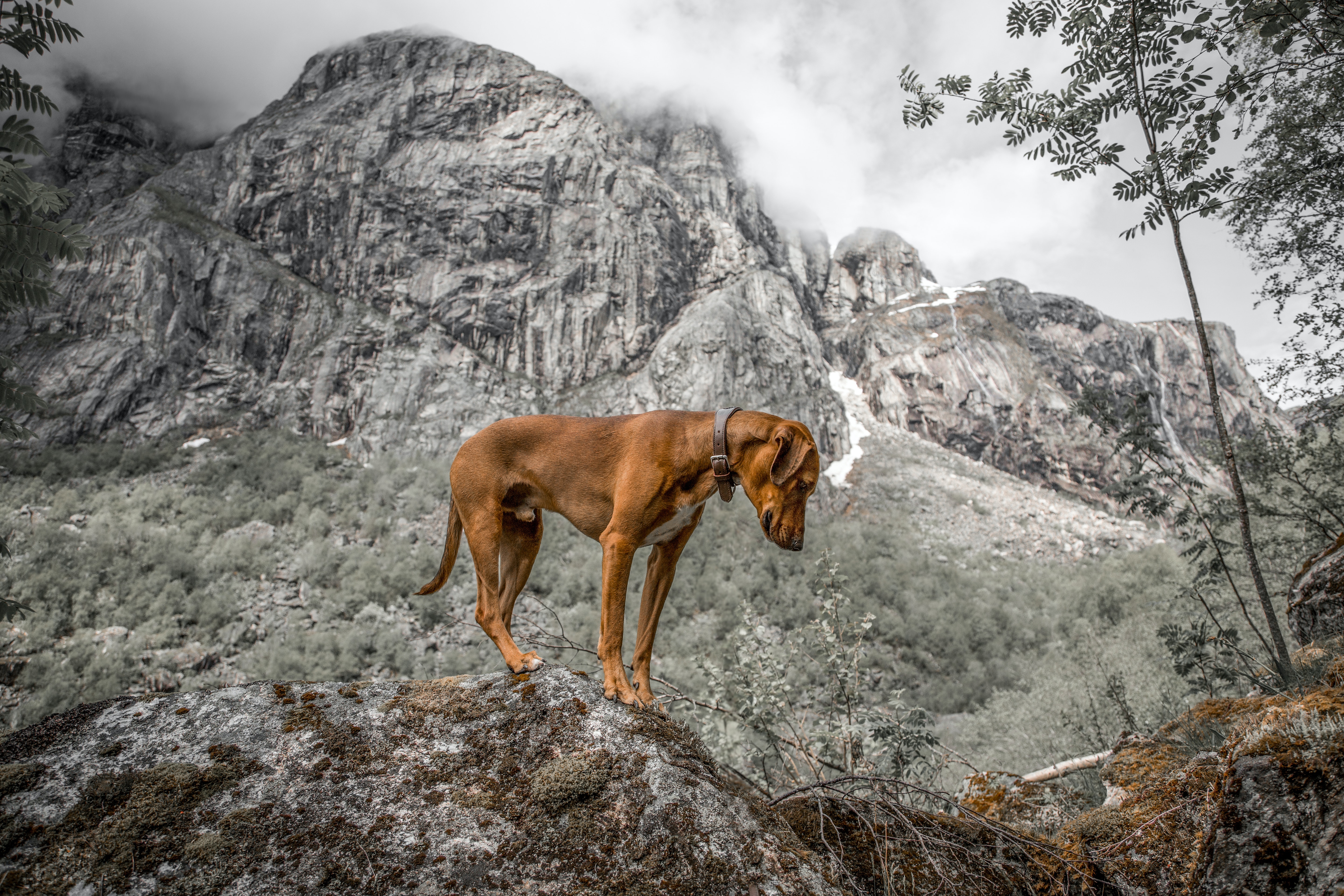 Le top 5 des races de chiens faites pour les climats chauds