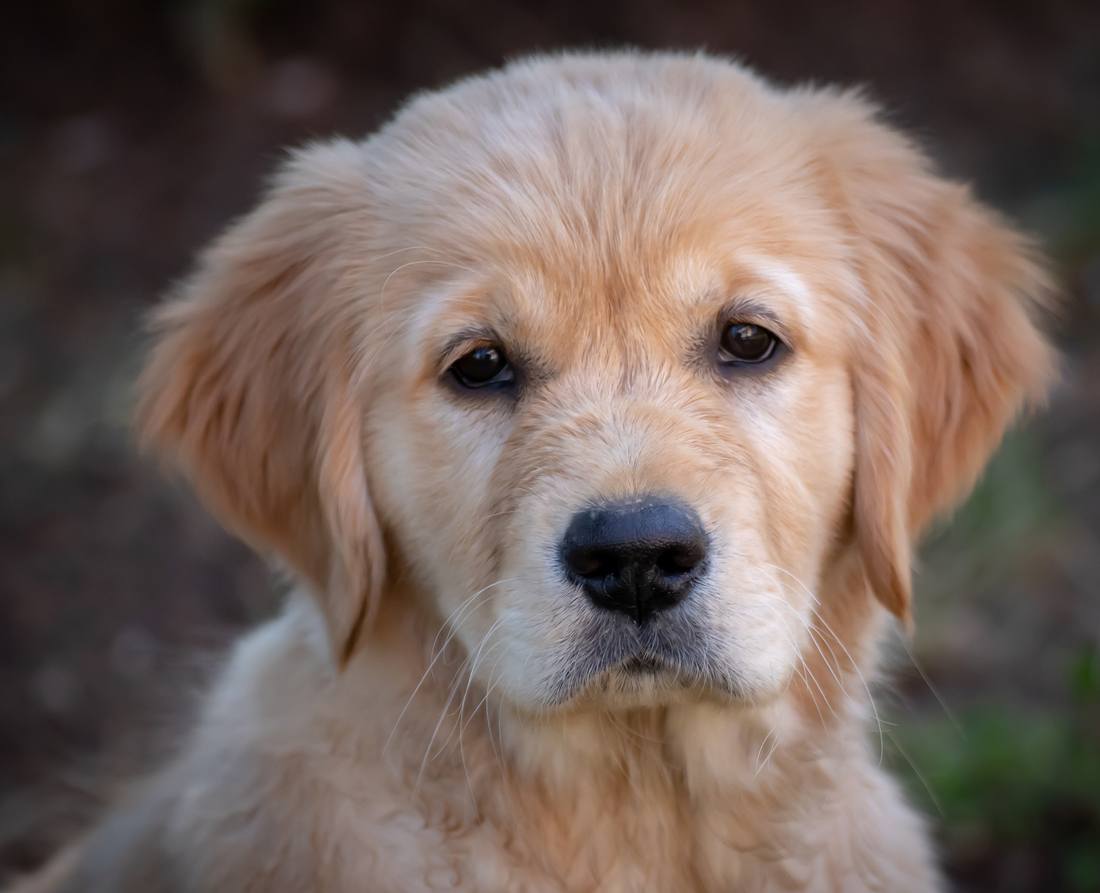education canine chiot