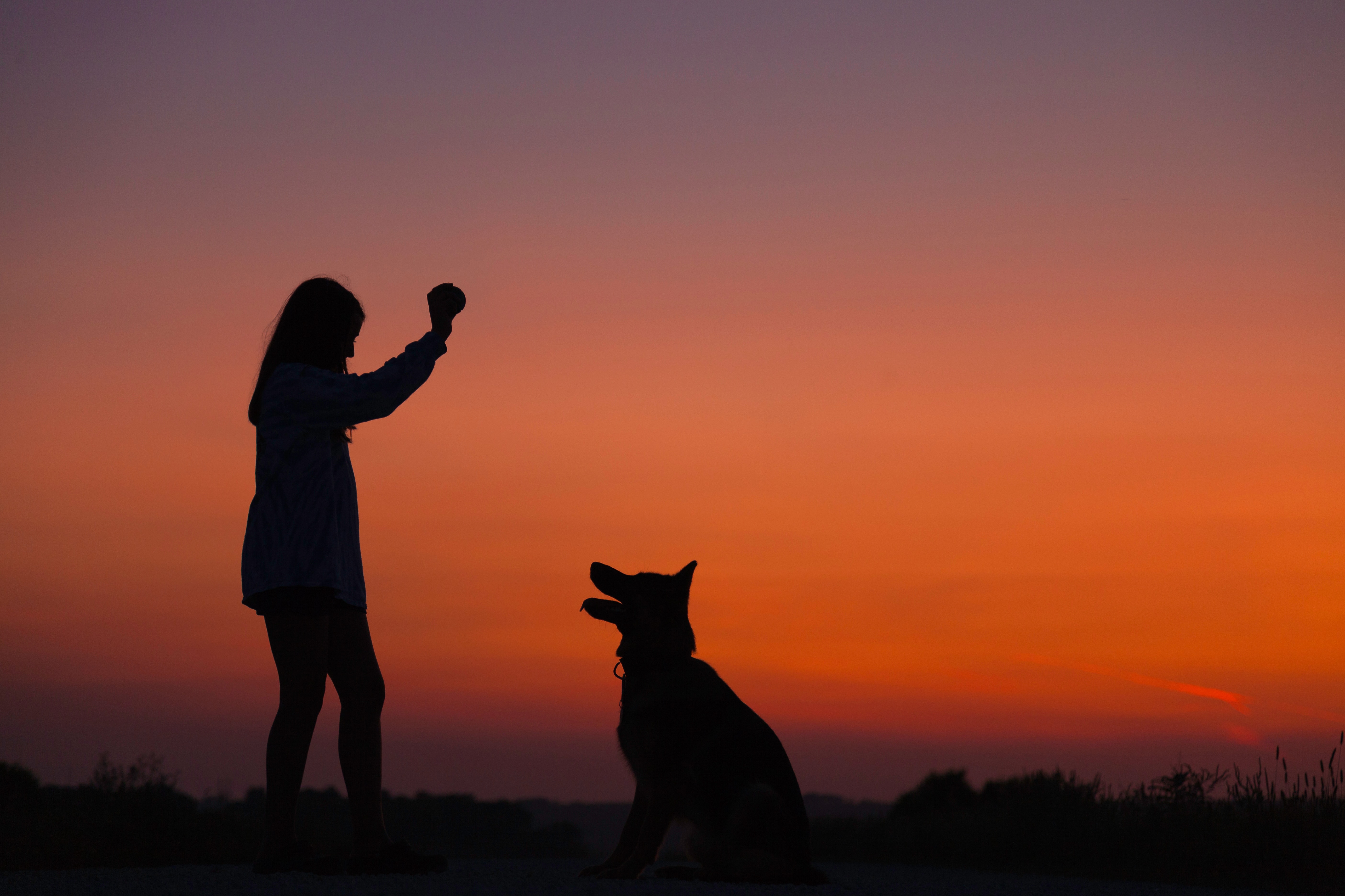 éduquer son chien