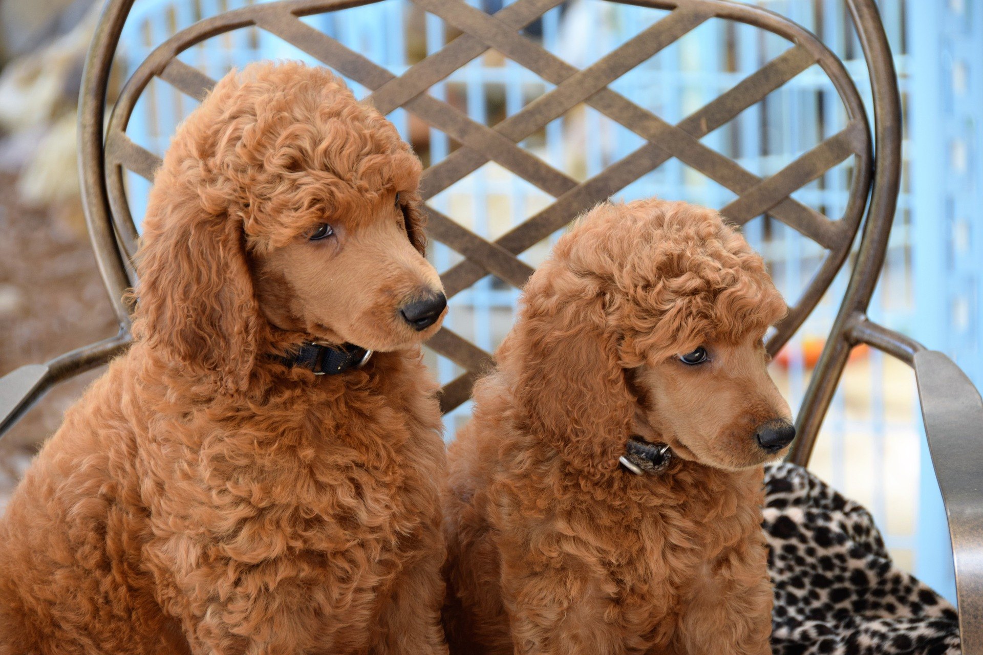 Tondeuse pour chien