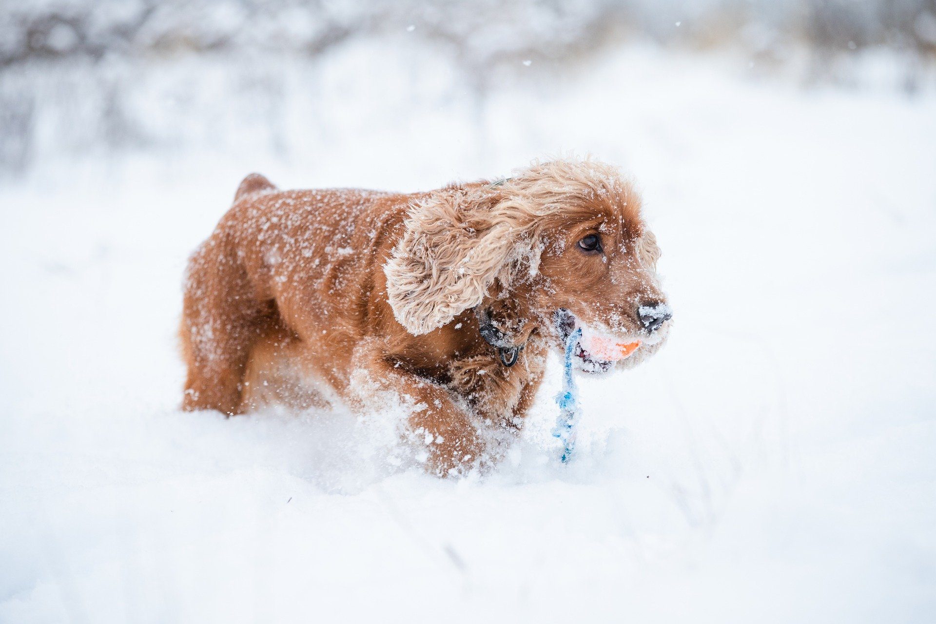 Les dangers qui guettent votre chien en hiver
