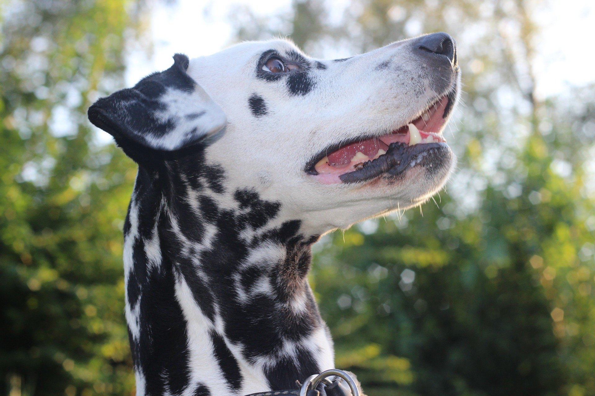 Top 10 des races de chiens noirs et blancs