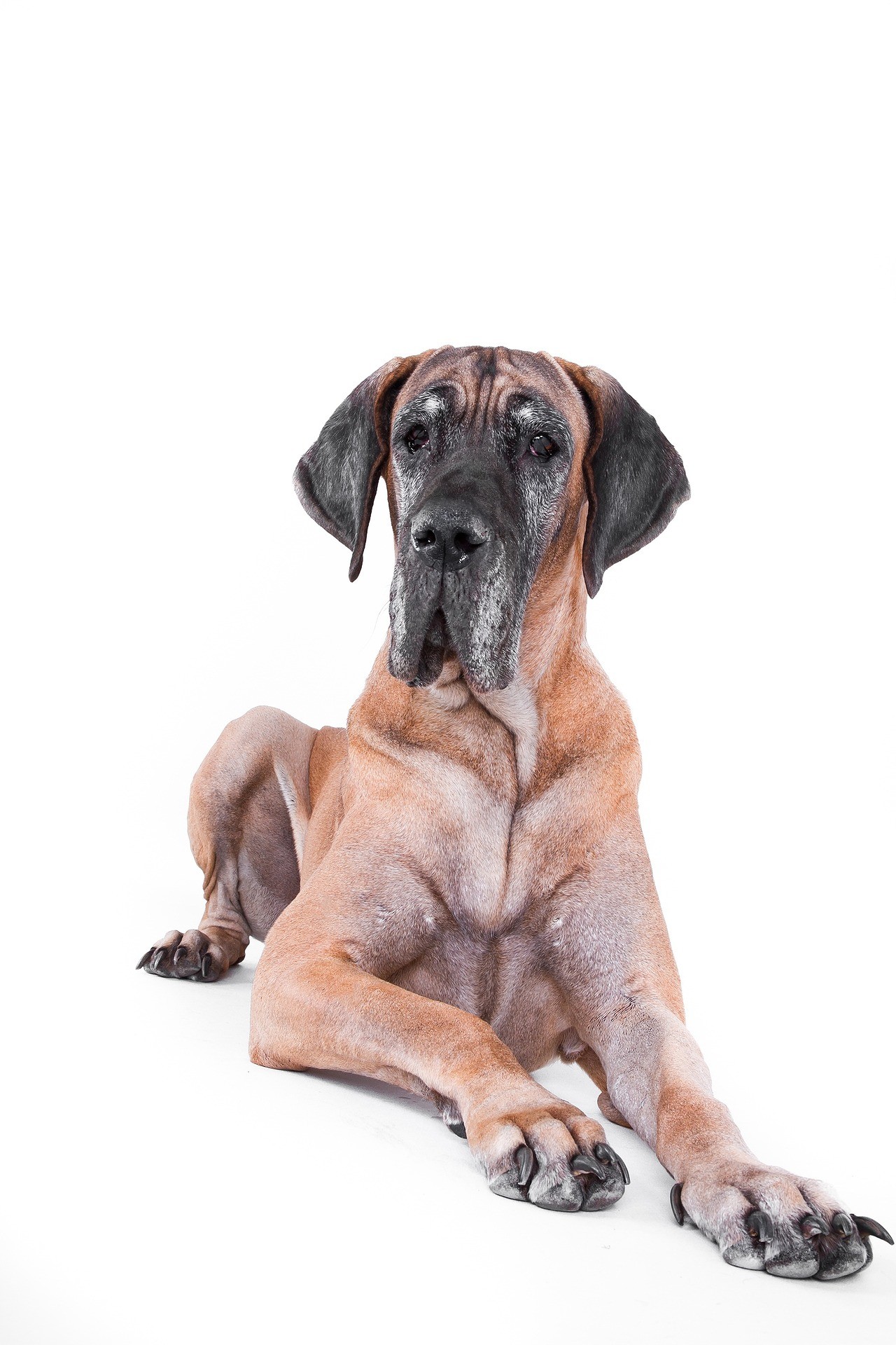 Top 11 des races de chiens qui ne vivent pas longtemps