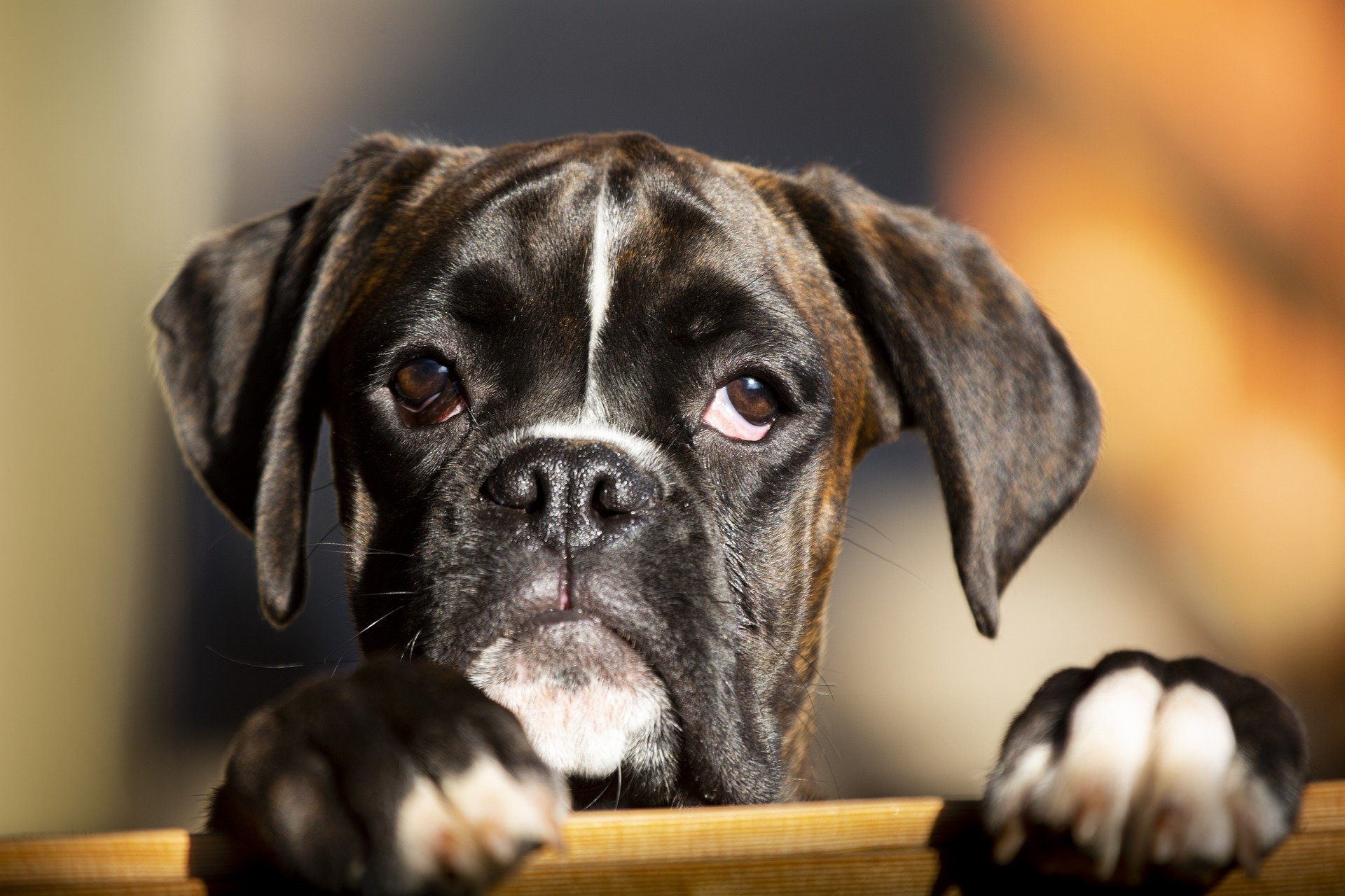 Top 10 des races de chiens brachycéphales