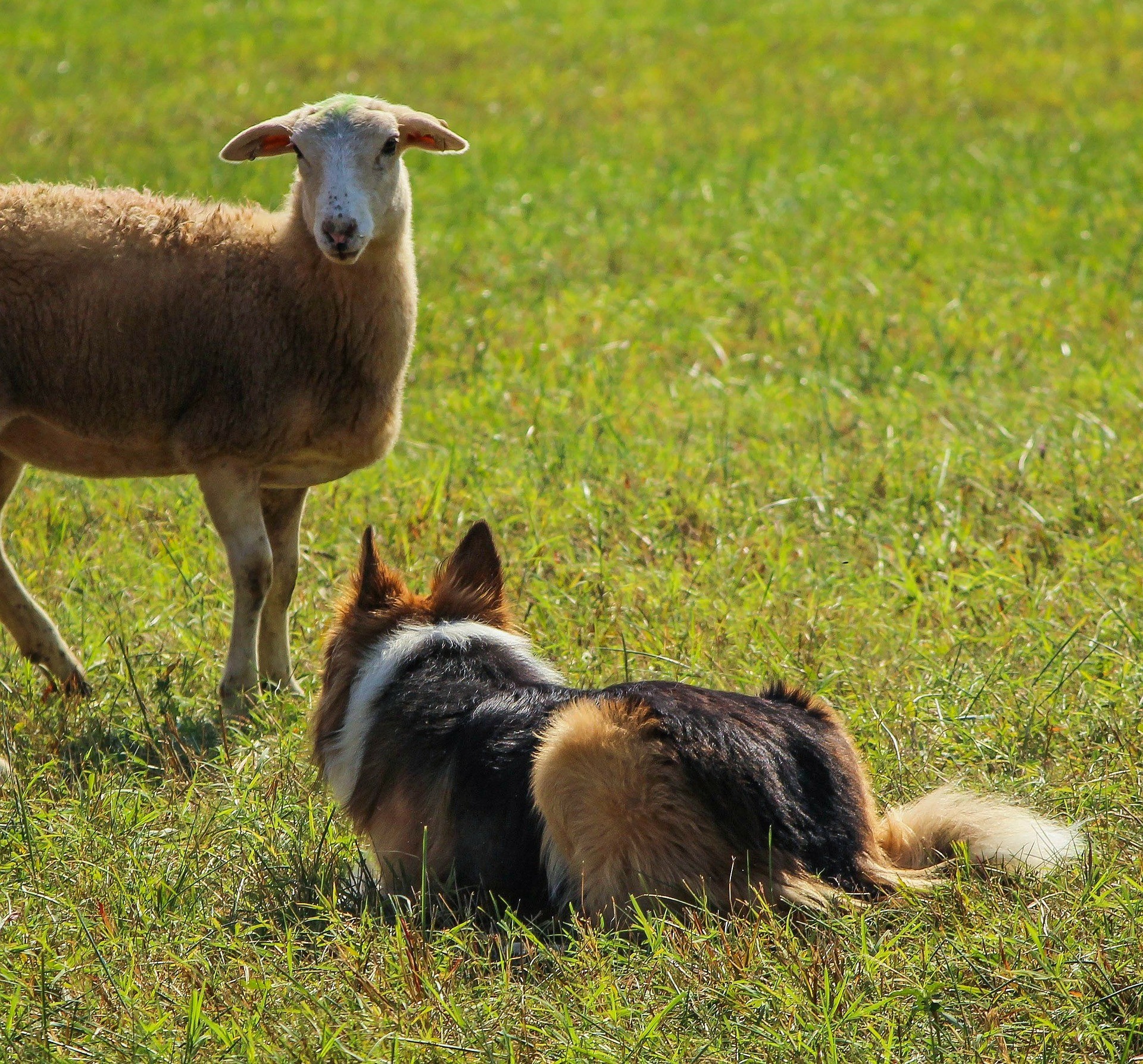 Chiens de berger: les 7 meilleures races