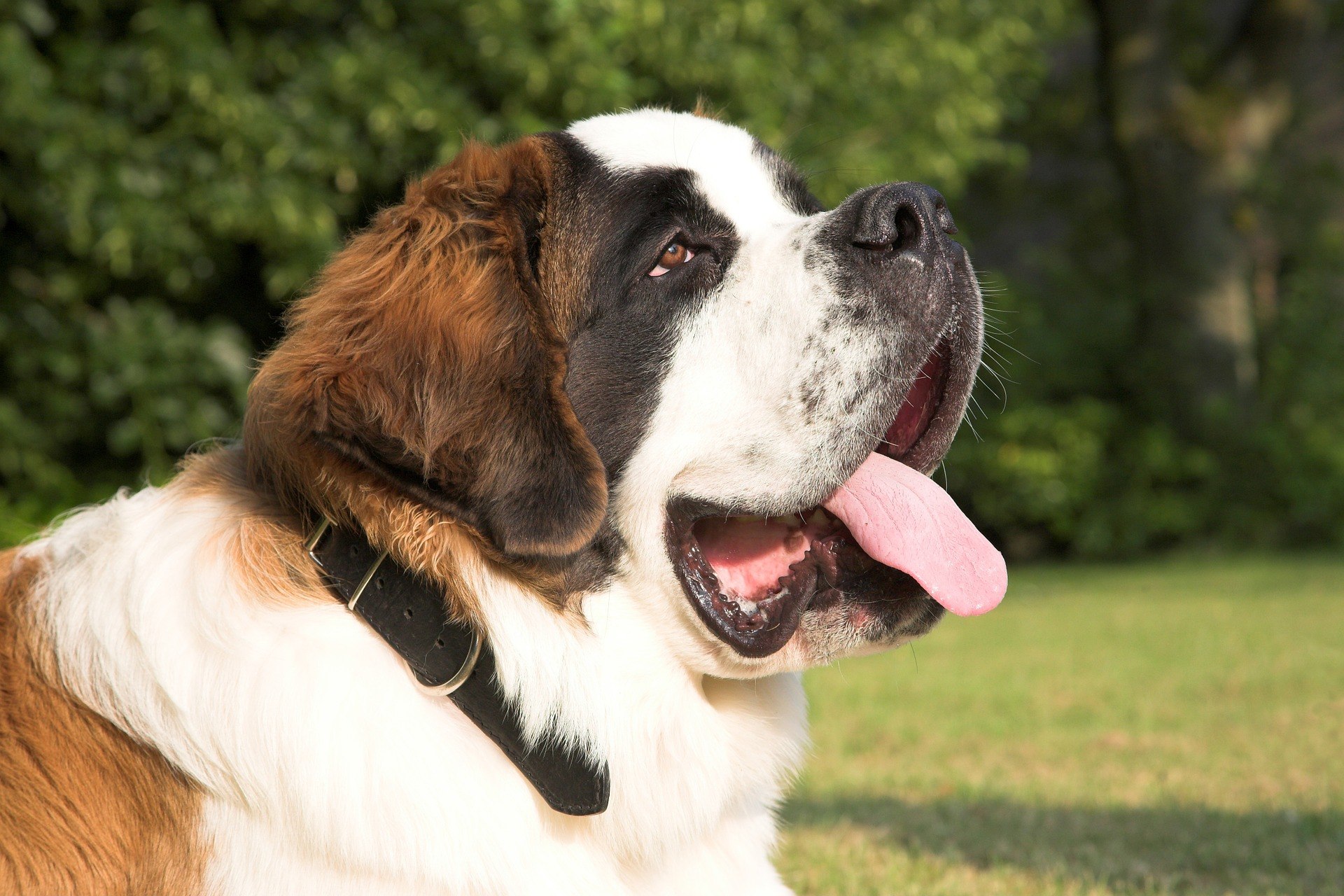 Top 6 des races de chiens qui supportent bien le froid