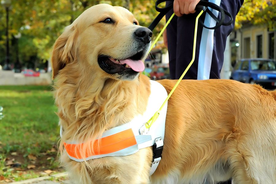 Les chiens d’assistance pour les personnes âgées