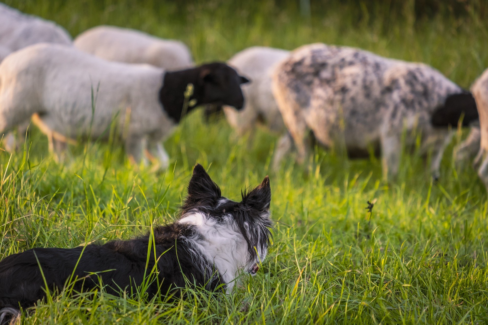 Les 6 meilleures races de chiens de travail