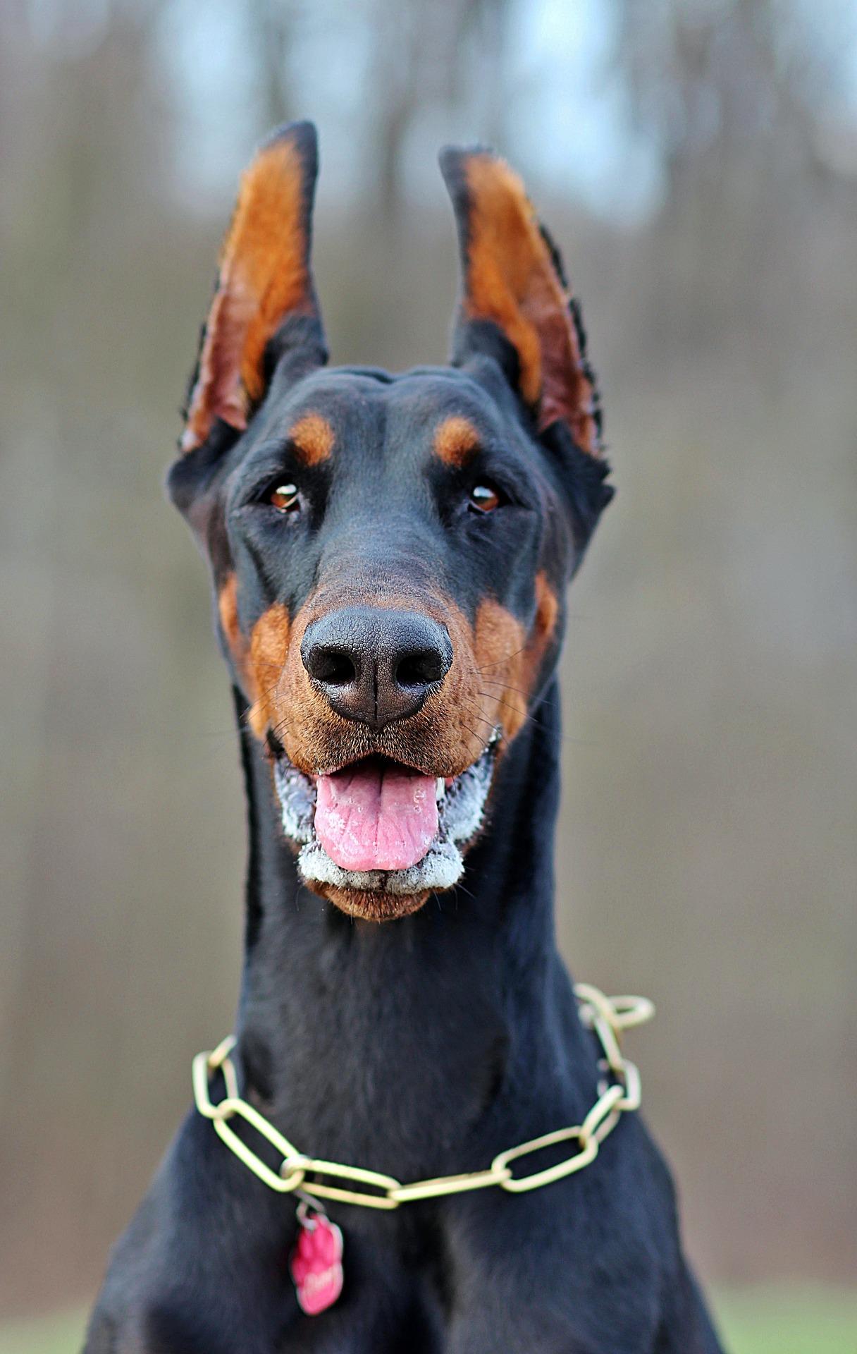 Top 8 des races de chiens qui font peur
