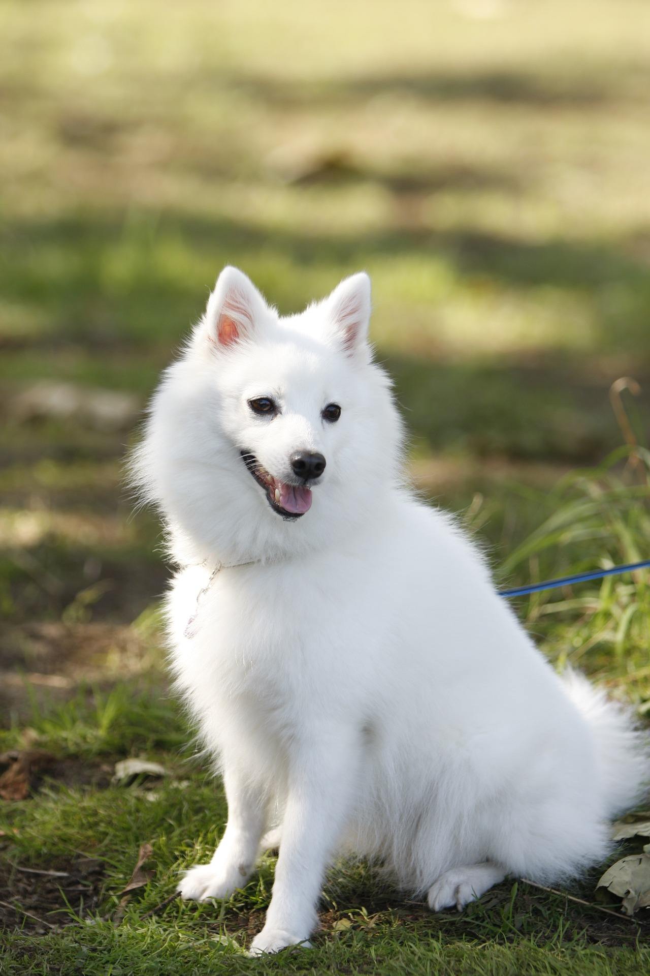 Races de chiens japonais : le top 5