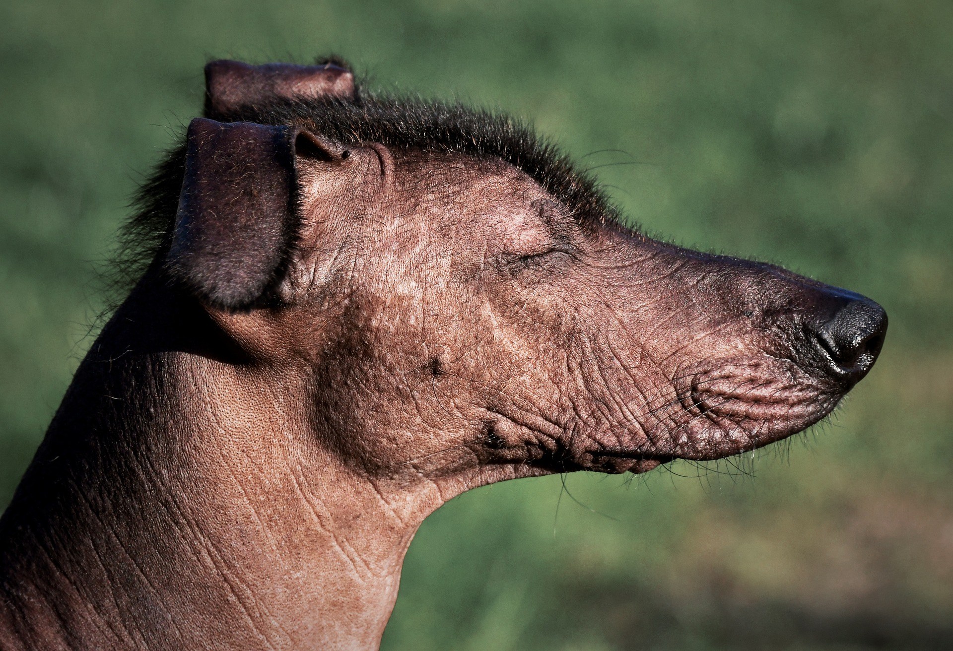 Le top 6 des chiens nu