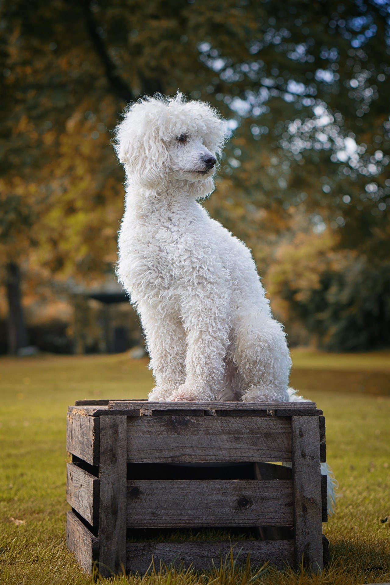 Le top 7 des plus belles races de chiens