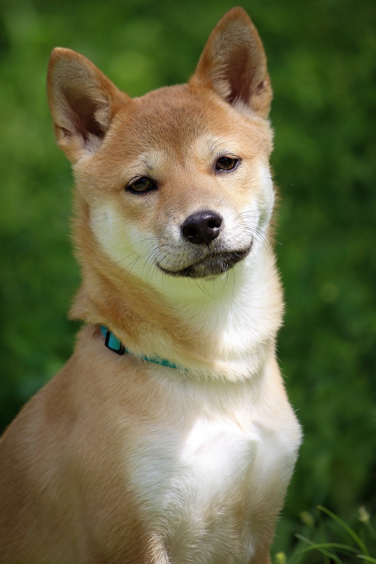 Top 7 des chiens qui ressemblent au renard