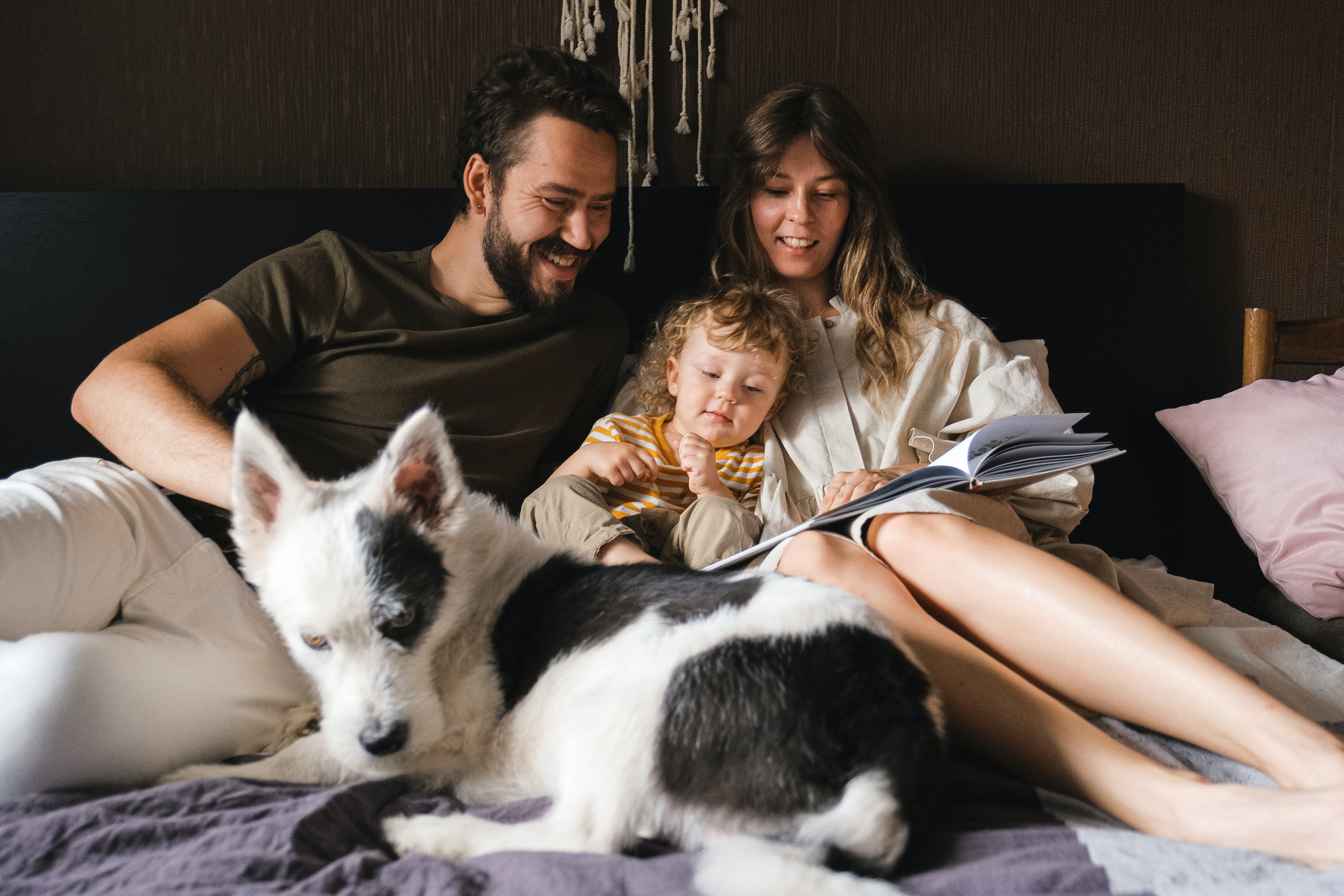 Races de chiens de famille: le top 6