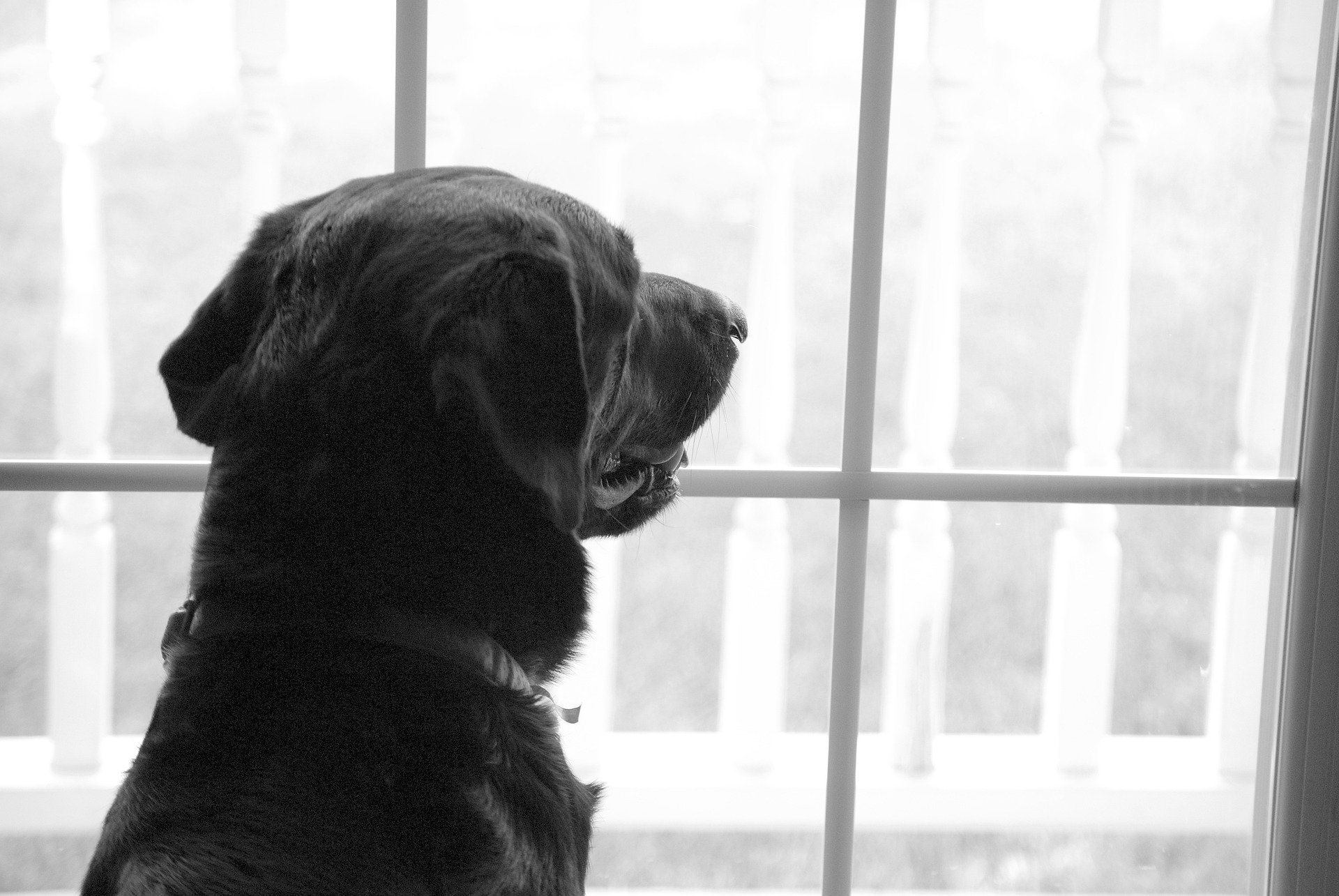 Top 5 des meilleures races de chiens de garde