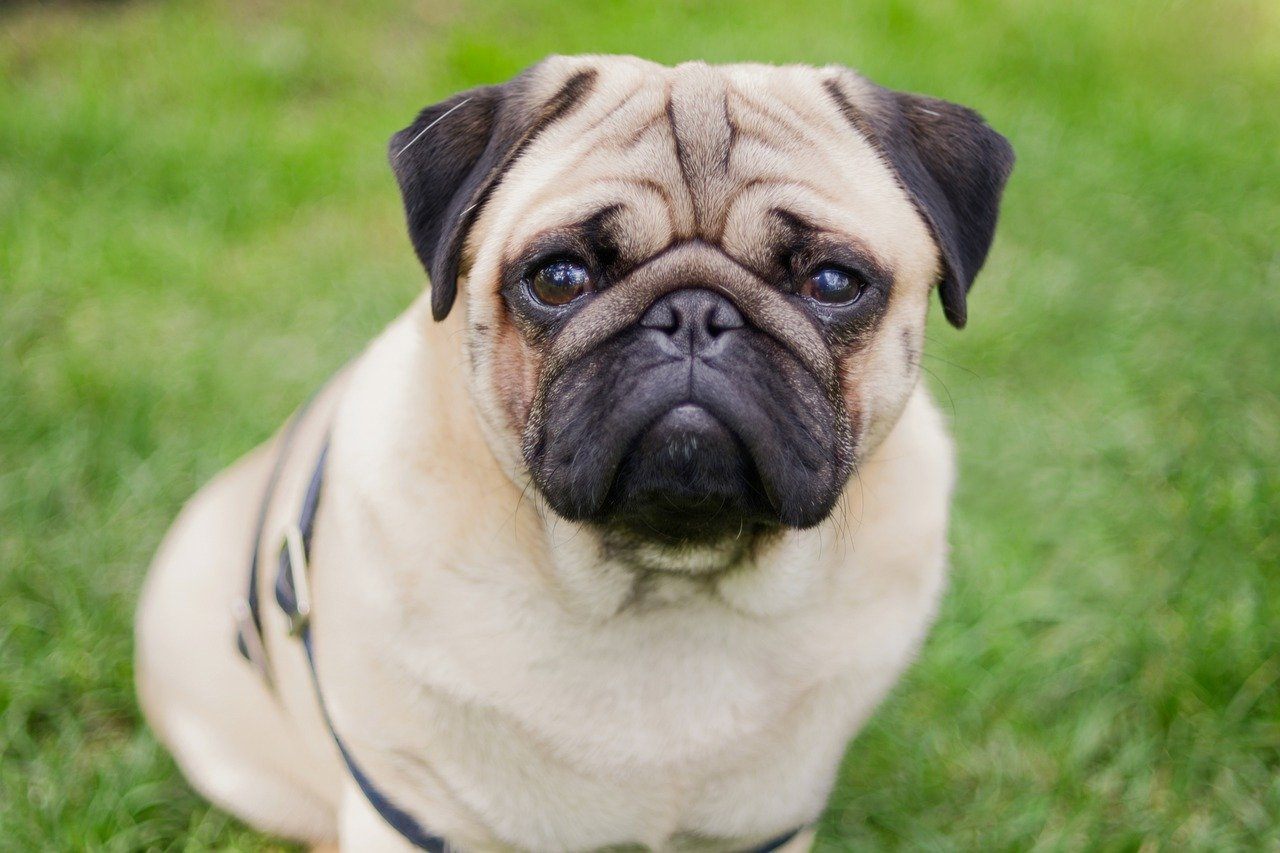 Top 6 des races de chiens calmes