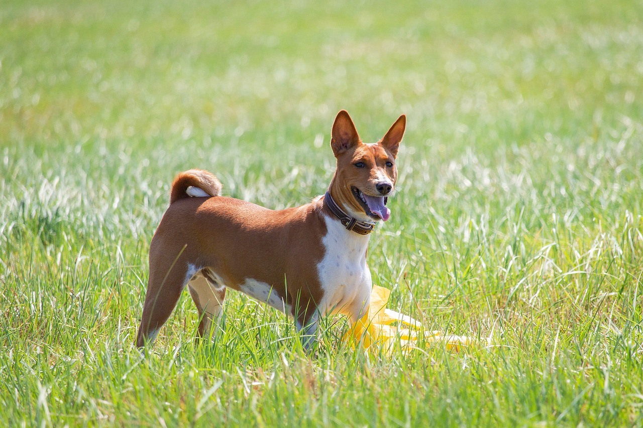 Races de chiens primitifs