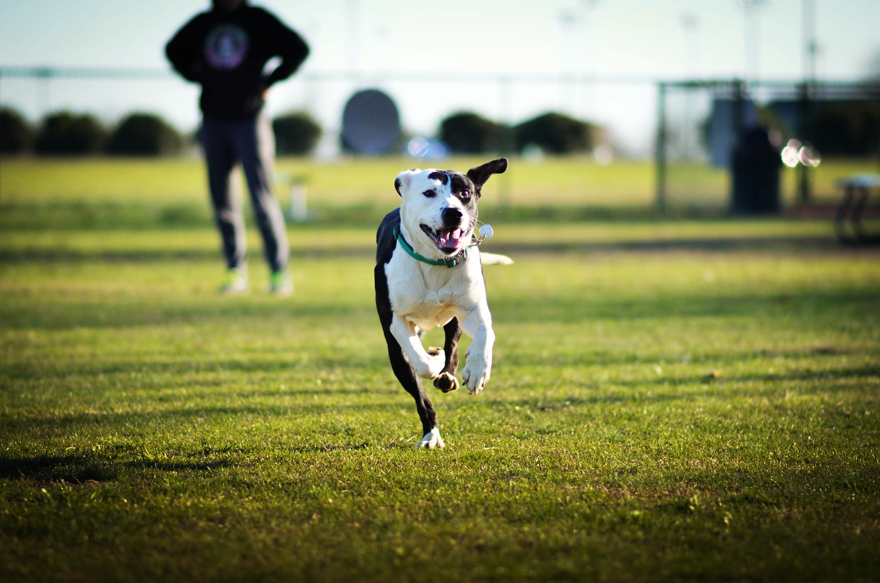 Les 6 meilleures races de chiens pour courir