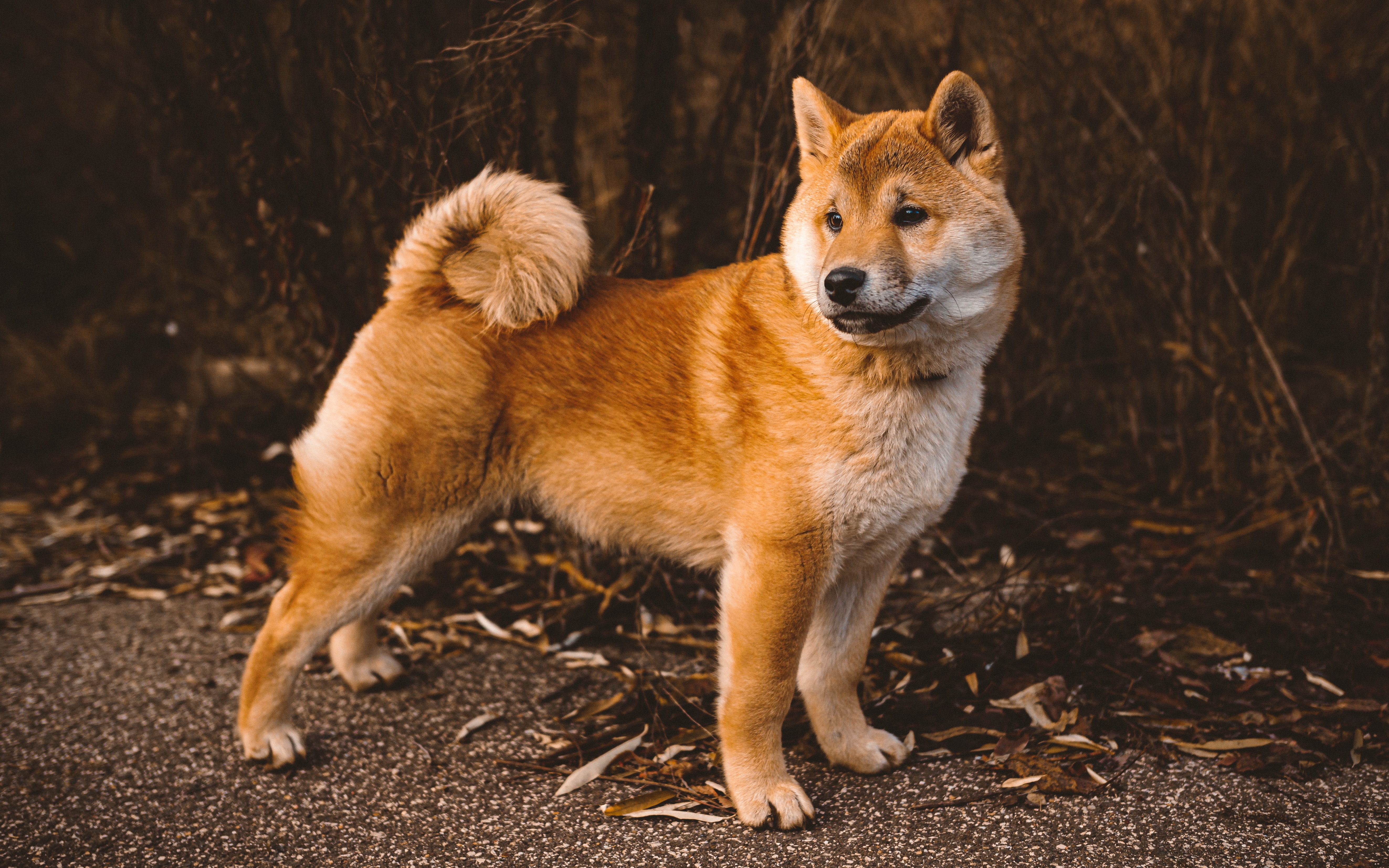 Le top 4 des races de chiens les plus anciennes